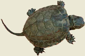 Galápago