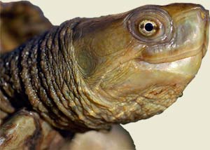 Cabeza galálapago
