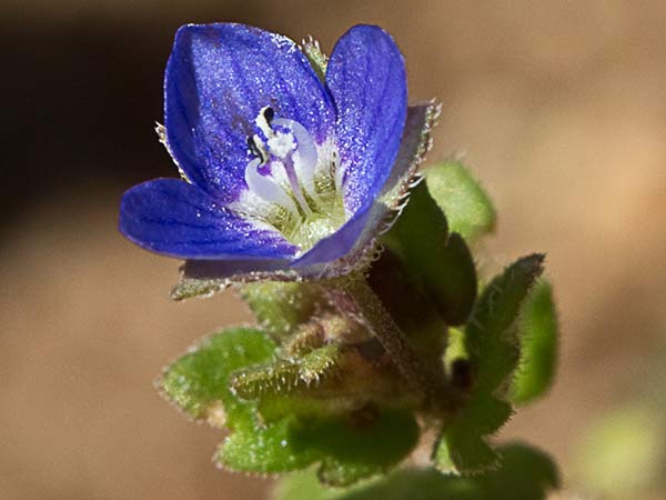 Gallinerilla temprana (Veronica praecox)