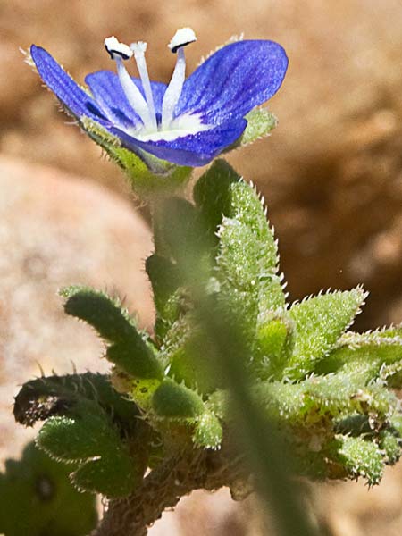 Gallinerilla temprana (Veronica praecox)