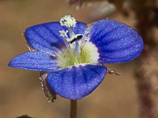 Gallinerilla temprana (Veronica praecox)
