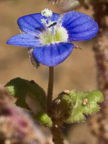 Gallinerilla temprana (Veronica praecox)