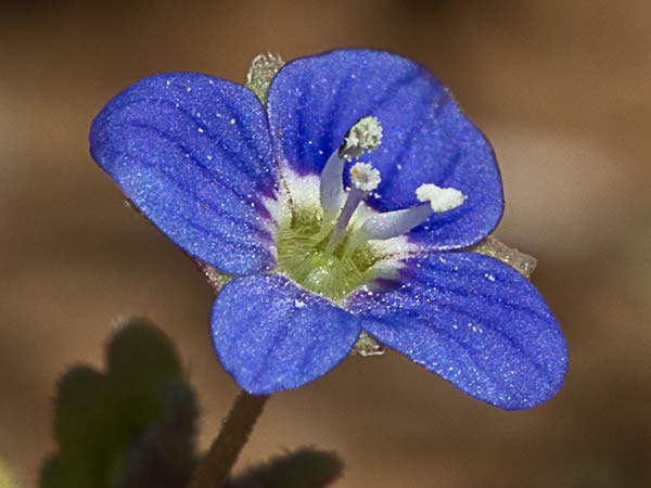 Gallinerilla temprana (Veronica praecox)