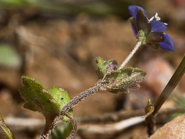 Gallinerilla temprana (Veronica praecox)