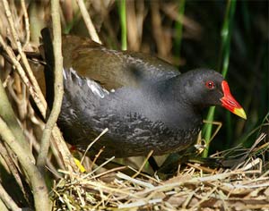 Gallineta común en su nido