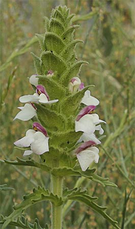 Gallocresta bicolor (Bellardia trixago)