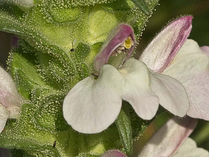 Inflorescencia de la gallocresta bicolor (Bellardia trixago)