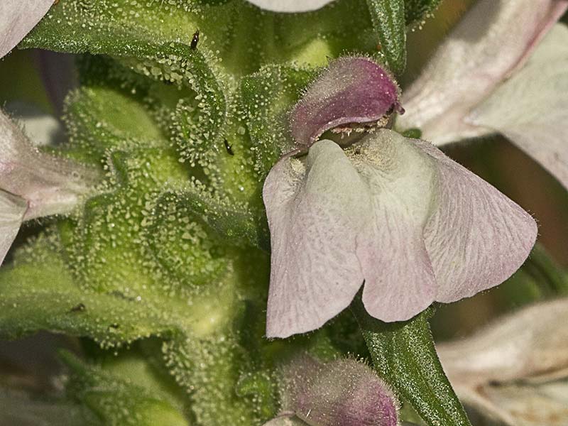 Inflorescencia de la gallocresta bicolor (Bellardia trixago)
