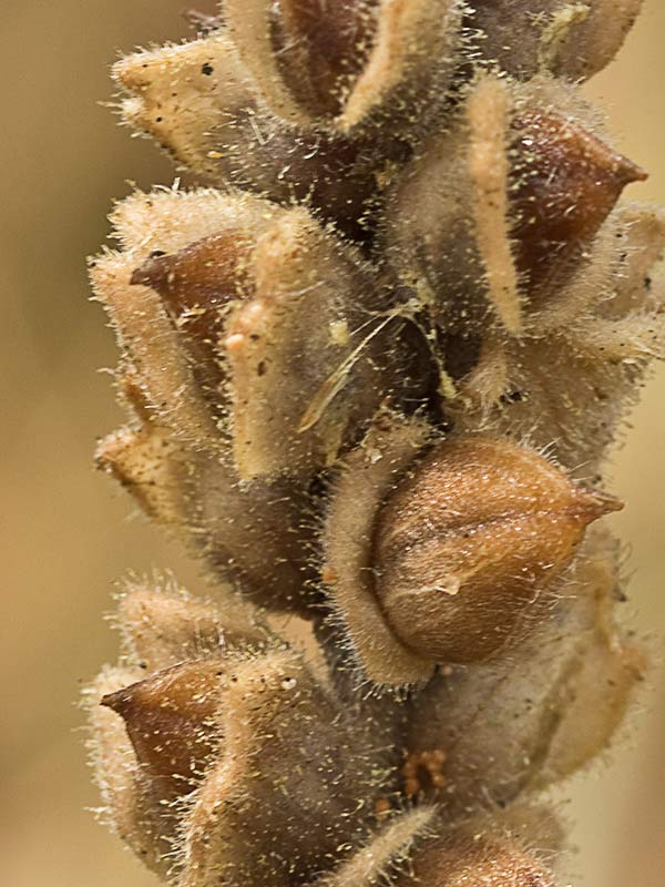 Fruto de la gallocresta bicolor (Bellardia trixago)