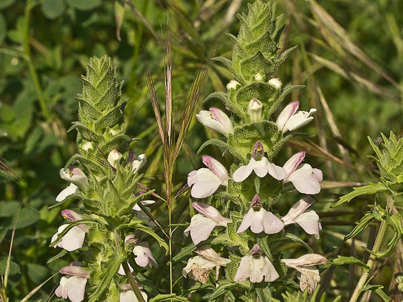 Flores de la gallocresta (Bellardia trixago)