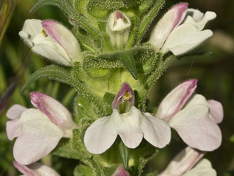 Flores de la gallocresta (Bellardia trixago)