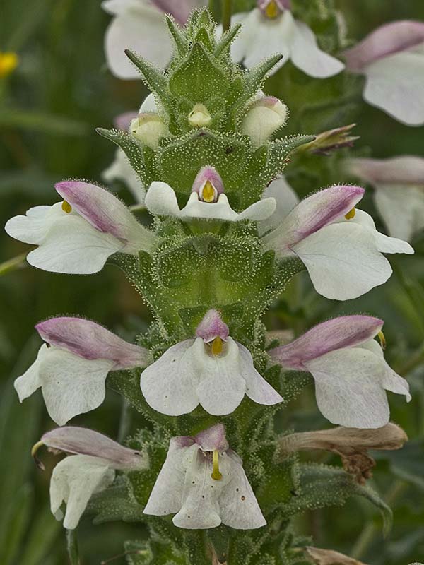 Gallocresta inflorescencia (Bellardia trixago)