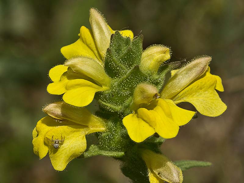 Inflorescencia de gallocresta amarilla (Bartsia trixago)