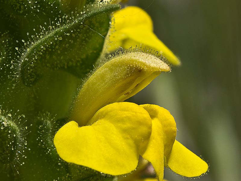 Inflorescencia de gallocresta amarilla (Bartsia trixago)