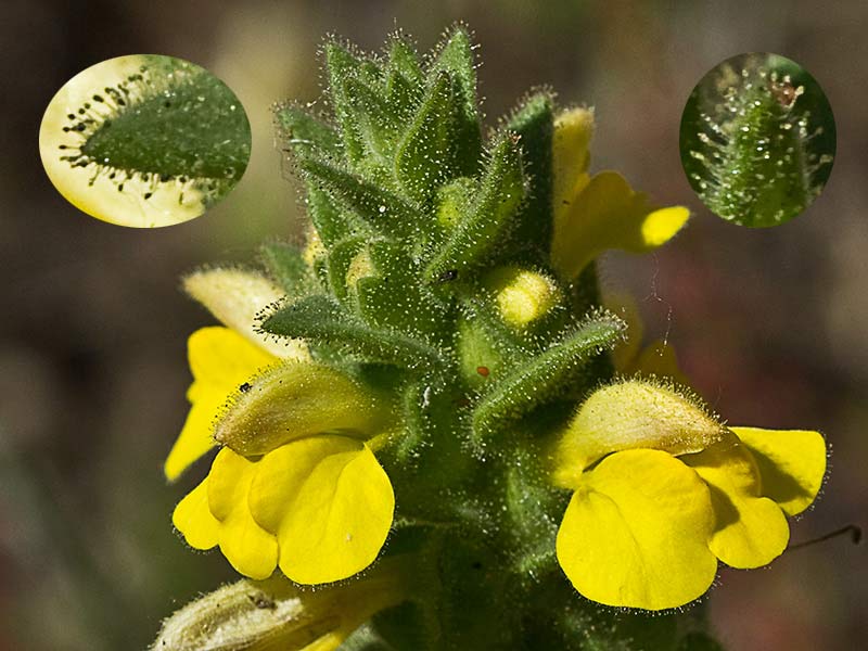 Inflorescencia de gallocresta amarilla (Bartsia trixago)
