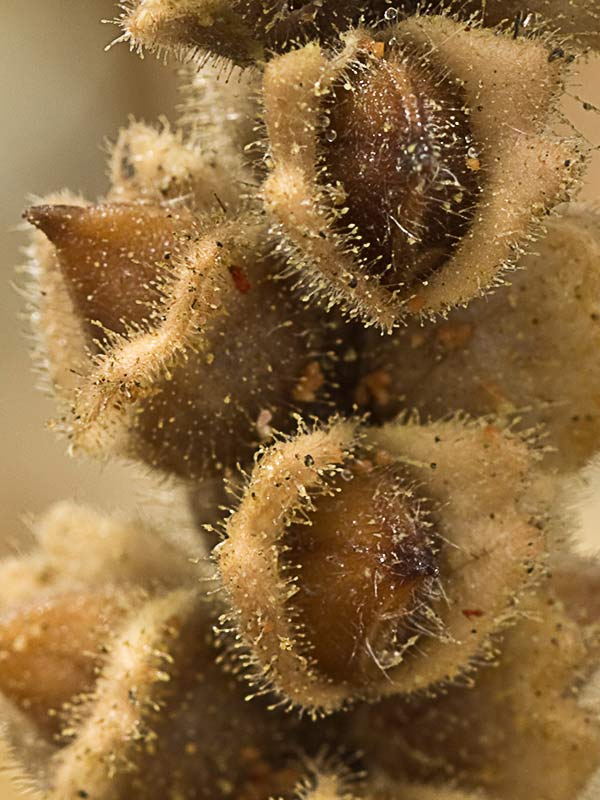 Frutos de gallocresta amarilla (Bartsia trixago)