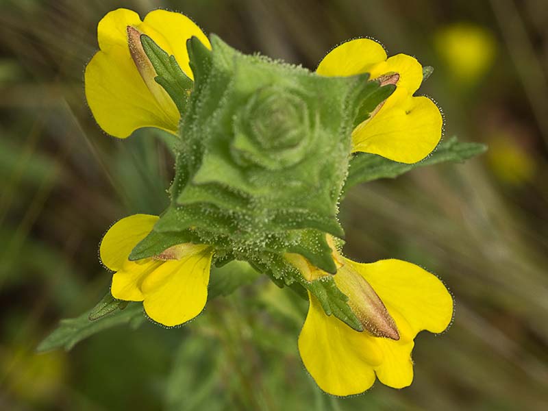 Flor de gallocresta (Bellardia trixago)