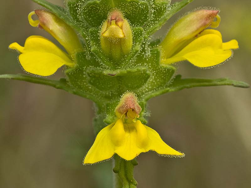 Flor de gallocresta (Bellardia trixago)