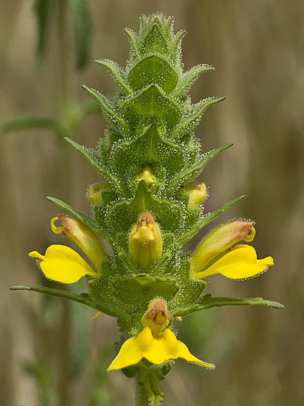 Flor de gallocresta (Bellardia trixago)