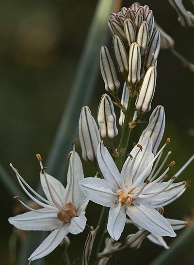 Gamón (Asphodelus albus o macrocarpus)