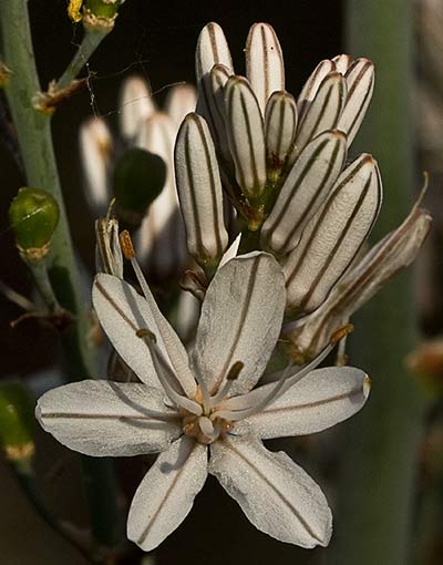Gamón (Asphodelus albus o macrocarpus)