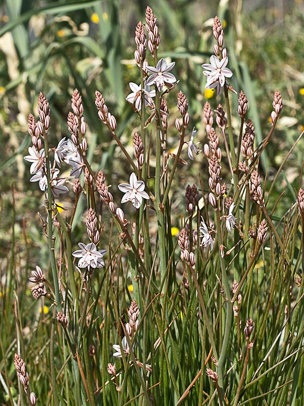 Gamoncillo, gamonita o cebollana (Asphodelus fistulosus)