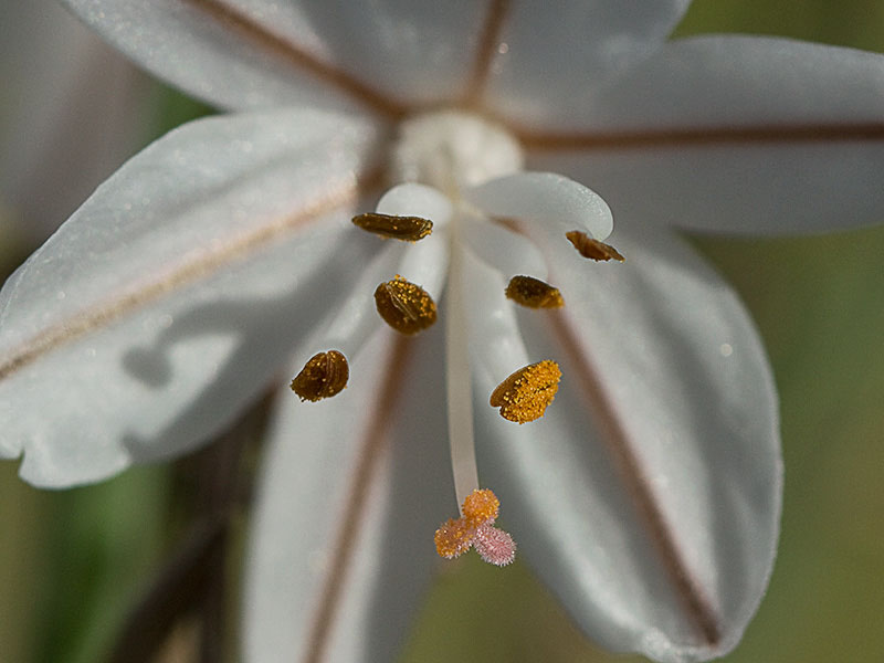 Gamoncillo, gamonita o cebollana (Asphodelus fistulosus)