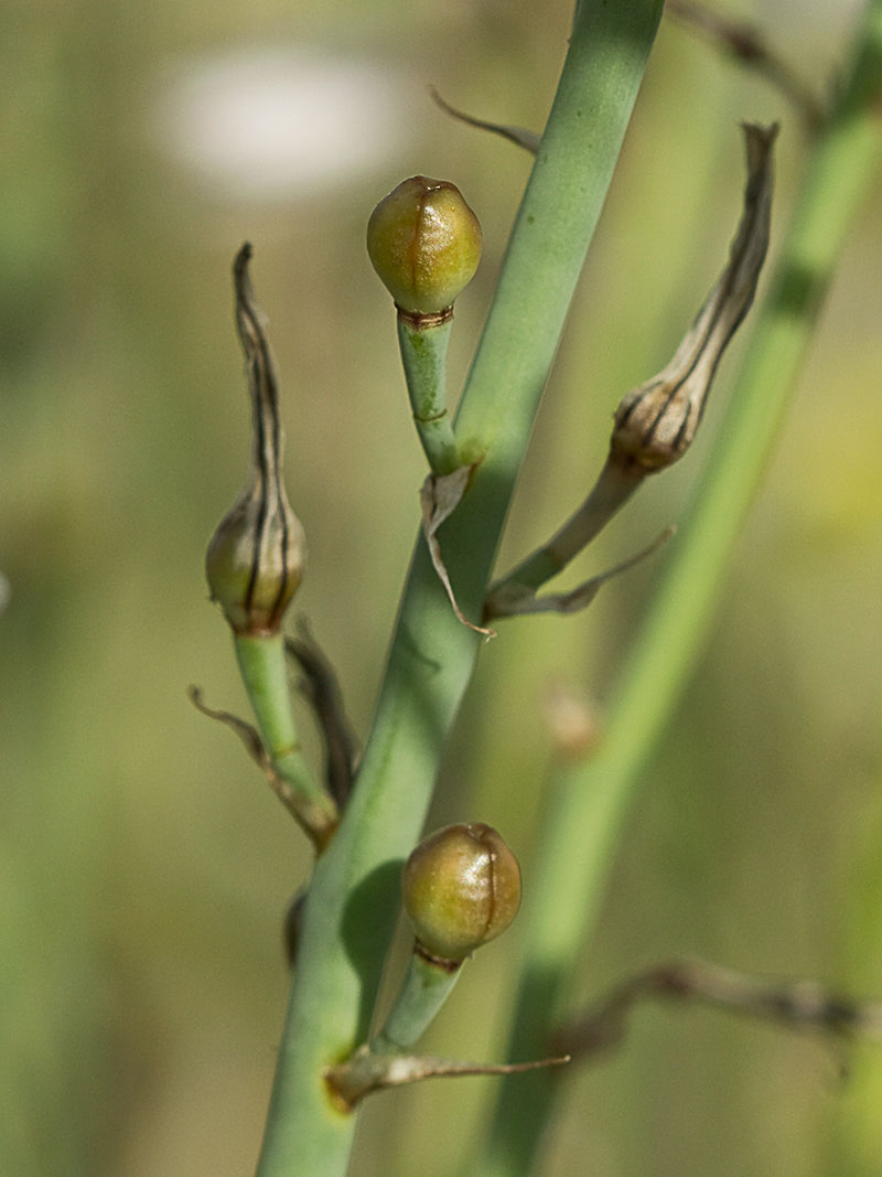 Gamoncillo, gamonita o cebollana (Asphodelus fistulosus)