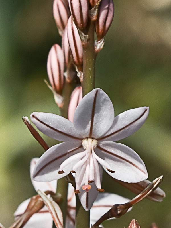 Flor del Gamoncillo (Asphodelus fistolosus)