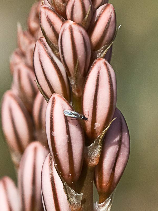 Gamoncillo, gamonita o cebollana (Asphodelus fistulosus)