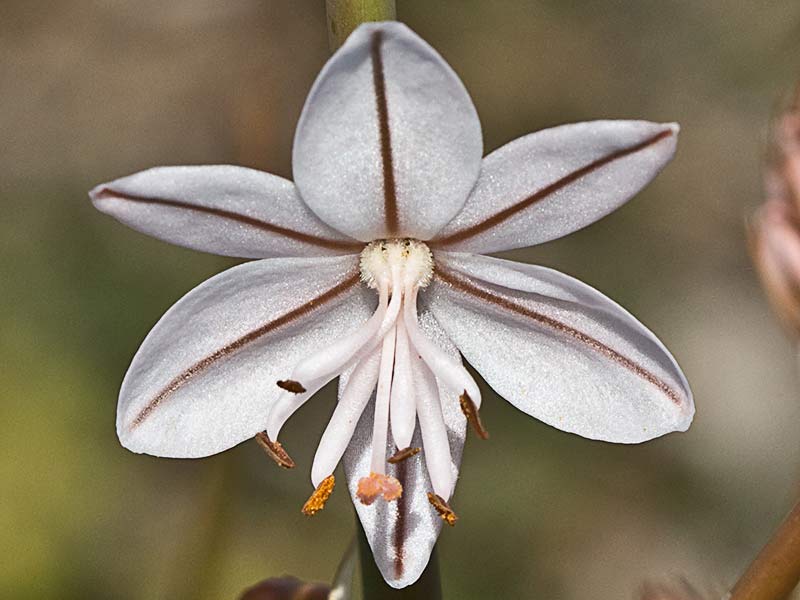 Flor de gamonita (Asphodelus fistulosus)
