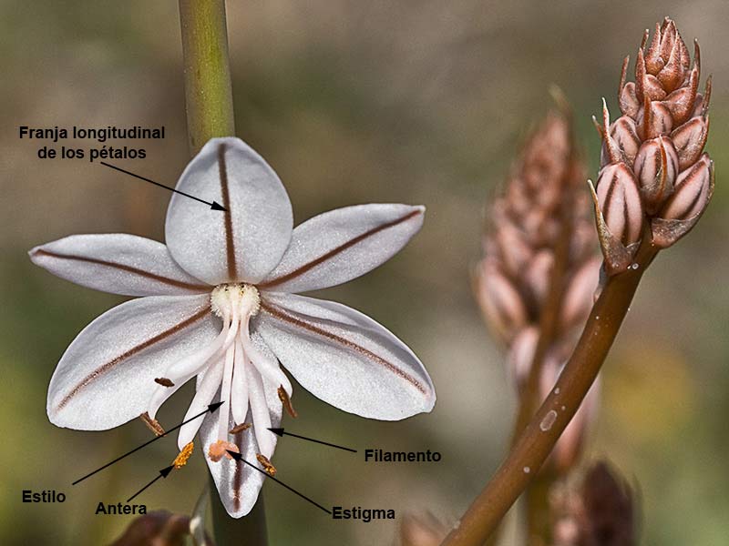 Gamoncillo, gamonita o cebollana (Asphodelus fistulosus)