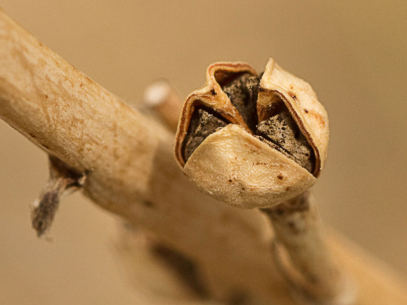 Fruto del Gamoncillo, gamonita o cebollana (Asphodelus fistulosus)