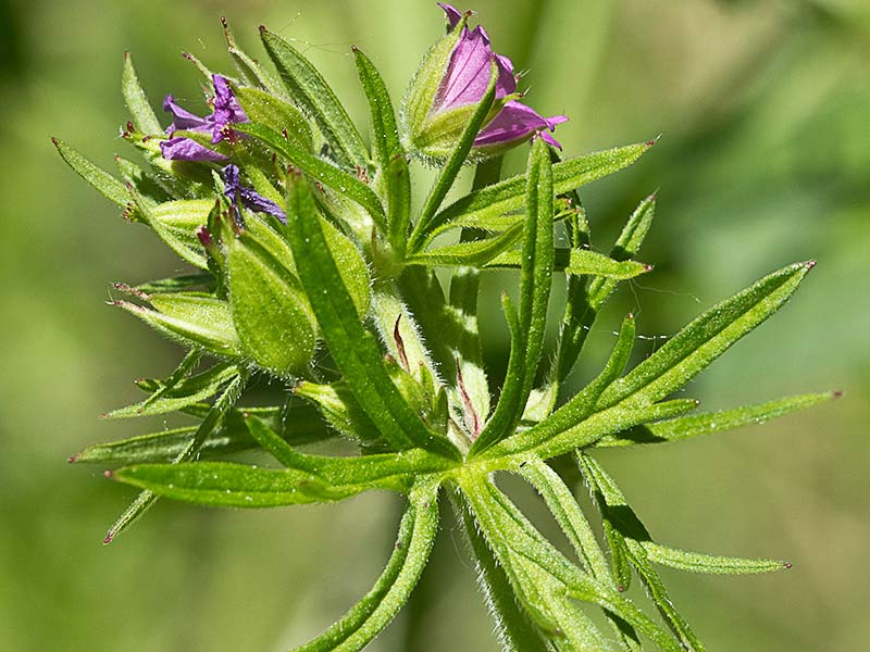 Geranium dissectum
