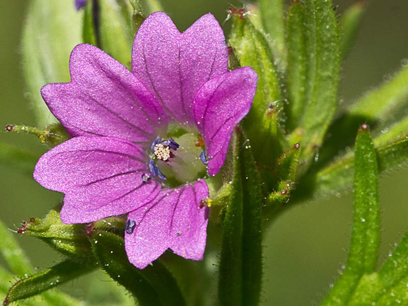 Geranium dissectum