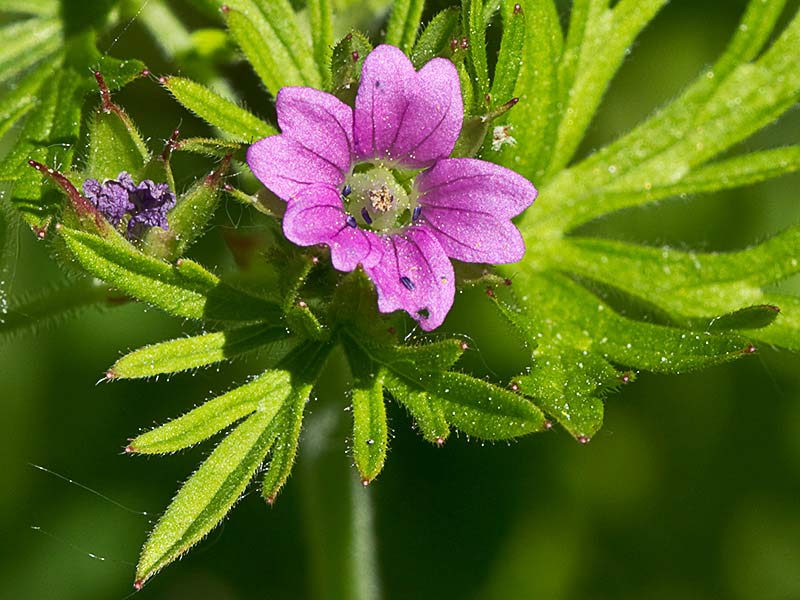 Geranium dissectum