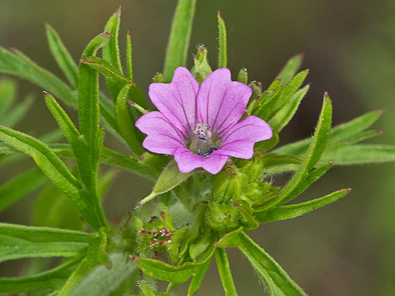 Geranium dissectum