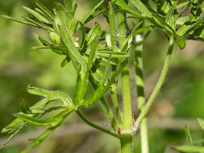 Geranium dissectum