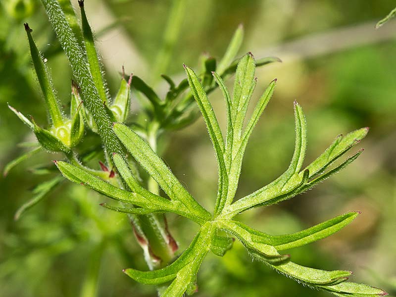 Geranium dissectum