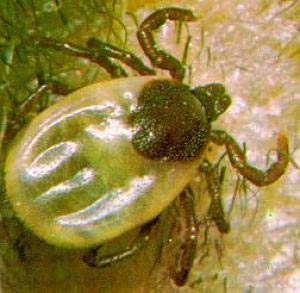 Garrapata alimentada