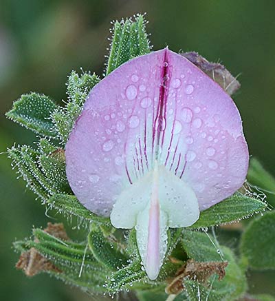 Flor de la uña de gato o gatuña (Ononis Spinosa)
