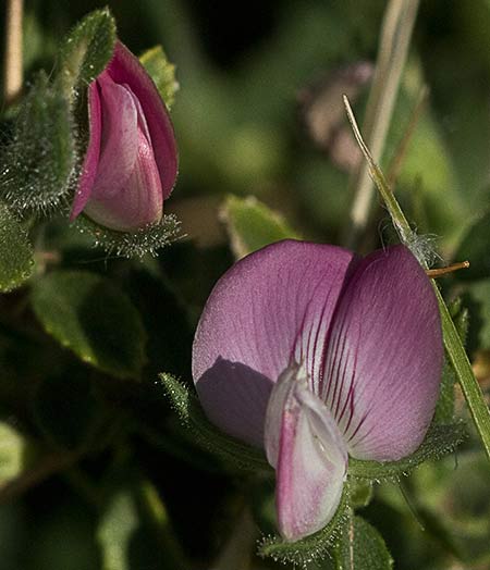 Flor de la Gatuña (ononis spinosa)