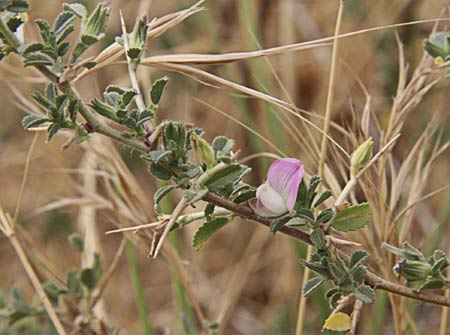 Rama de gatuña (ononis spinosa)