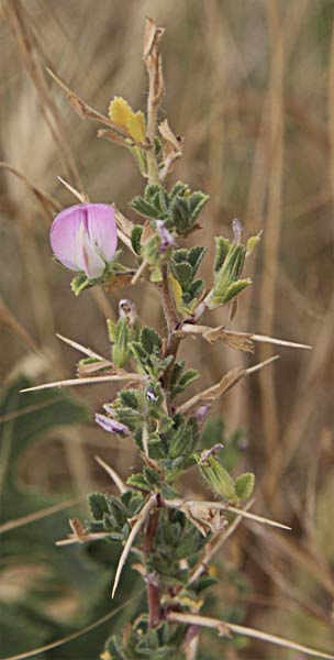 Tallo de gatuña (ononis spinosa)