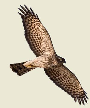 Vuelo del gavilán