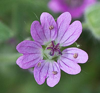Geranium molle, flor