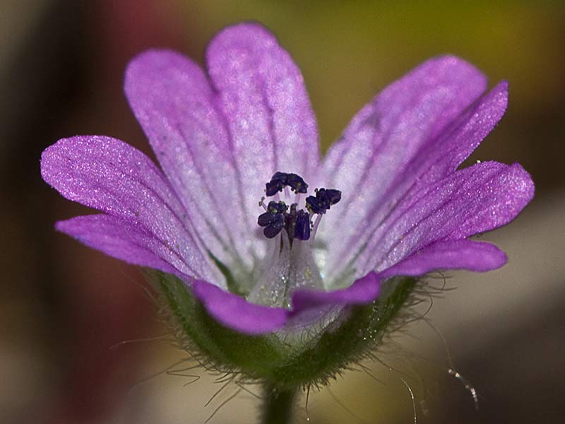 Geranium molle