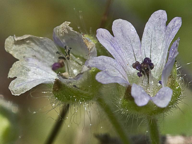 Geranium molle