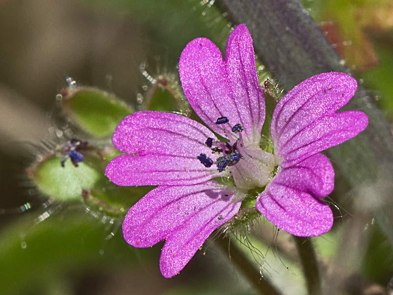 Geranium molle