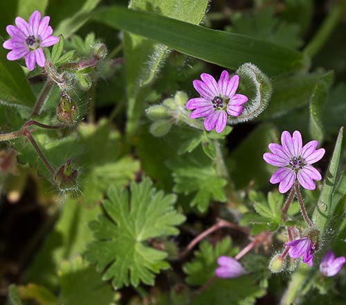 Geranium molle